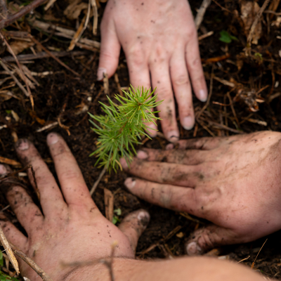GORO Mountain Resort, in partnership with Halsillis Forestry, plants 2,000 tree saplings in the Lviv Carpathians