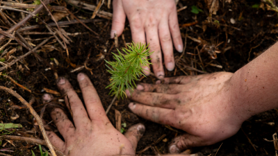 GORO Mountain Resort, in partnership with Halsillis Forestry, plants 2,000 tree saplings in the Lviv Carpathians