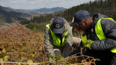 У Славській громаді відбувся третій GORO Reforest Day: висаджено 8 тисяч саджанців дерев