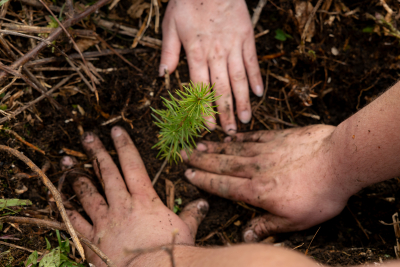 GORO Mountain Resort, in partnership with Halsillis Forestry, plants 2,000 tree saplings in the Lviv Carpathians