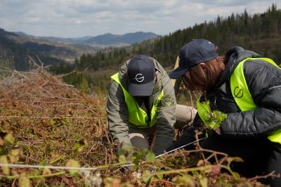 The third GORO Reforest Day takes place in the Slavske community: 8,000 tree seedlings planted